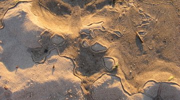 Water will hold the sand in place as you dig the fence post holes.