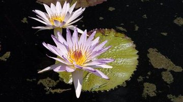 Water lilies are lovely ways to keep pond water clear.