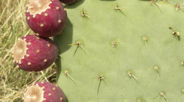 All cacti produce edible fruit.