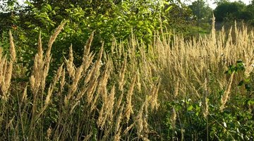Check uncultivated areas