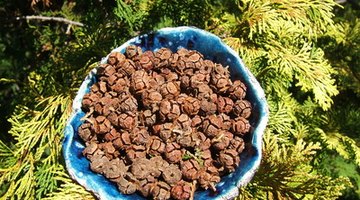 The leaves and nuts on the black cedar lend texture to your landscape.