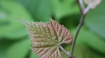 You will find young vines easier to work with, but they shrink more as they dry.