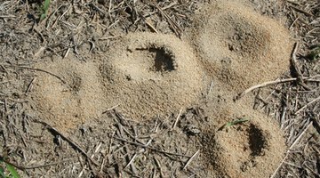 The habitat of the ant