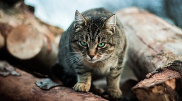 Cats are nature's mouse control.