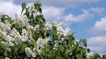 Shrubs can beautify your yard and hide your tank.
