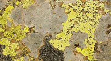 Mildew thrives in warm, damp environments.