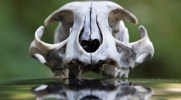 A skull can be a decoration with or without paint.