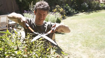 Identify unusual growths of vegetation.
