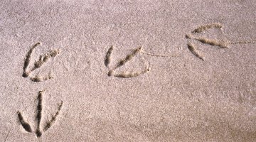 Observe the area for animal tracks.