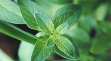 Peppermint leaves, close up