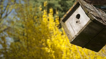 A cedar wren house is hanging from a tree.