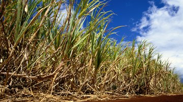 Sugar cane field.