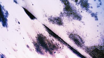 Mold-resistant drywall is coated with fiberglass to prevent mold growth.