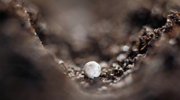Seed in dirt.