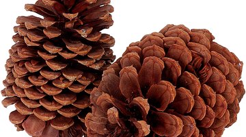 Pinecones.