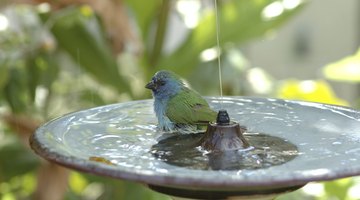 A bird is taking advantage of a bird bath.