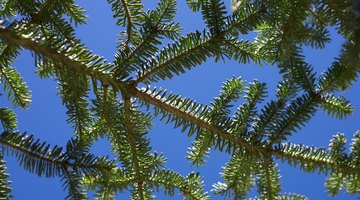 Fraser Fir tree.