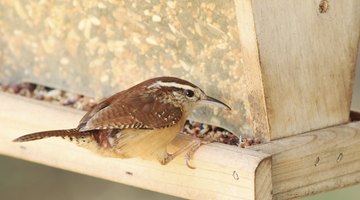A wren is eating from a bird feeder.