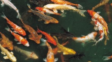 An aeration system will help to keep fish alive.