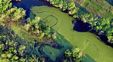 Most muck is made up of dead algae.