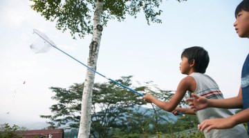 Bug nets are also good for catching butterflies.