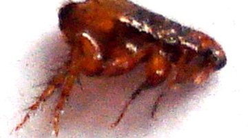 Mothballs work for fleas.