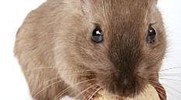 Get rid of unwanted critters from the pantry, under the sink or in the closet.