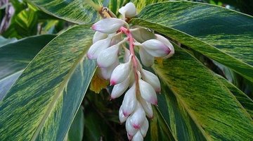 Variegated shell ginger