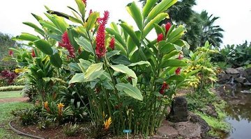 Red ginger