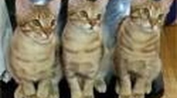 Cats are a natural predator