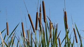 Cattails may indicate a good spot to dig.