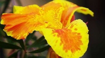 Canna lily