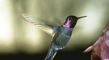 Bird feathers are hollow and light.